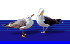 bird.gif (3139 bytes)